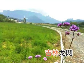 马鞭草什么时候种,马鞭草什么时候播种合适