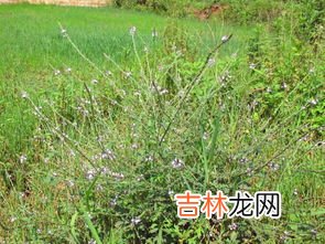 马鞭草什么时候种,马鞭草什么时候播种合适