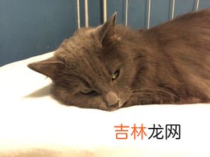 灰色的猫是什么品种,灰色的猫是什么品种的猫