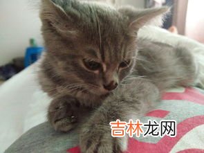 灰色的猫是什么品种,灰色的猫是什么品种的猫