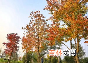 乌桕树泡酒有什么作用,乌桕树泡酒有什么作用 乌桕树泡酒好处