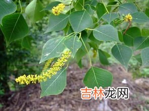乌桕树泡酒有什么作用,乌桕树泡酒有什么作用 乌桕树泡酒好处