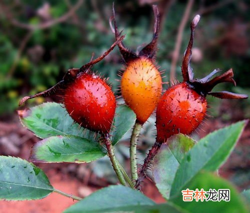 乌桕树泡酒有什么作用,乌桕树泡酒有什么作用 乌桕树泡酒好处