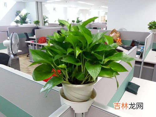 绿萝寓意,绿萝的含义表示什么