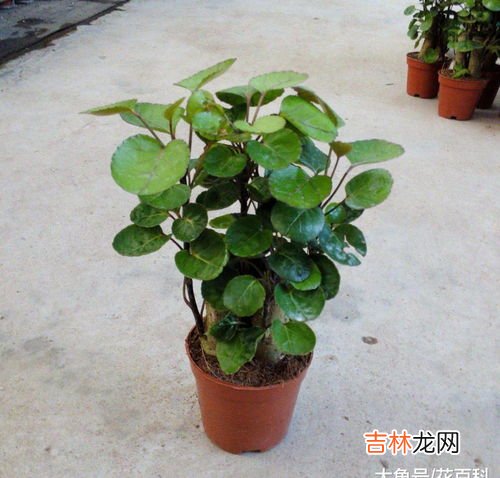 绿萝寓意,绿萝的含义表示什么