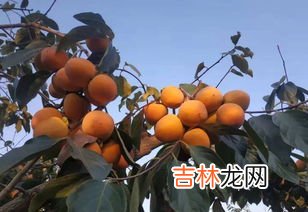 柿子能和牛奶一起吃吗,柿子可以和牛奶一起吃吗 柿子和牛奶一起吃会怎么样