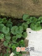 凌霄花可以泡水喝吗,什么植物可以活血化瘀