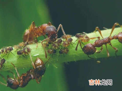 蚂蚁分类,蚂蚁分类与分工