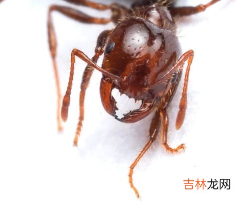 蚂蚁分类,蚂蚁分类与分工