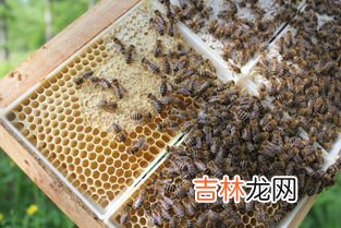 蜂蜜是蜜蜂的屎吗,蜂蜜里的蜜蜂屎能吃吗?