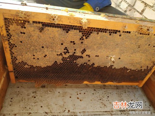 蜂蜜是蜜蜂的屎吗,蜂蜜里的蜜蜂屎能吃吗?