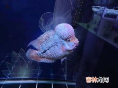 鱼缸换水会导致鱼突然死亡吗,从科学角度谈鱼缸换水,为什么换水鱼会死