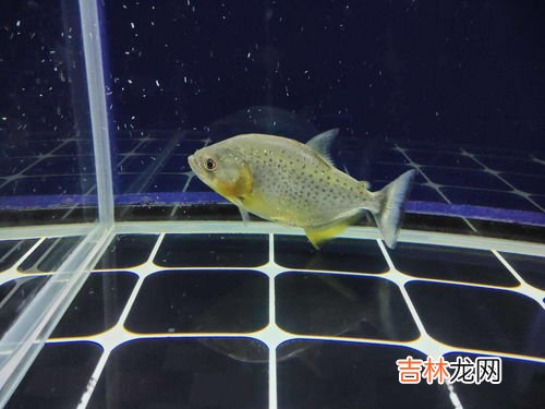 鱼缸换水会导致鱼突然死亡吗,从科学角度谈鱼缸换水,为什么换水鱼会死