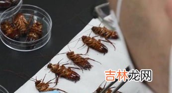 高楼层的蟑螂从哪里来的,高楼层的蟑螂从哪里来的?