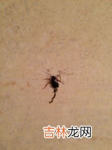 高楼层的蟑螂从哪里来的,高楼层的蟑螂从哪里来的?