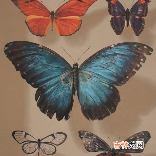 蝴蝶是昆虫吗,蝴蝶是昆虫吗?