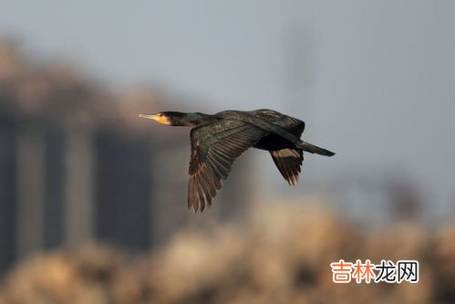鸬鹚怎么训练捕鱼,鸬鹚靠什么抓鱼？
