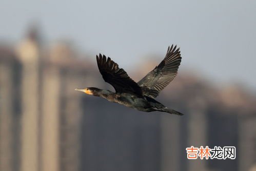 鸬鹚怎么训练捕鱼,鸬鹚靠什么抓鱼？