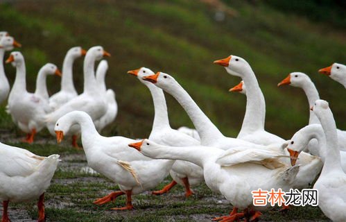 鹅蛋白煮熟透明像硅胶,为什么鹅蛋煮熟后黄还是凝胶状的？