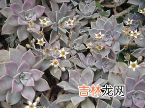 胧月的养殖方法！胧月这样养才会好看！,多肉胧月怎么养爆盆