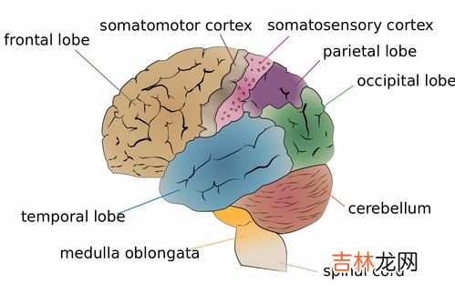 性经验如何改变大脑内部状态,如何快速提高男人性功能,怎么才能提高男人的性功能