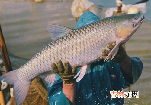 怎样区分脆肉鲩和普通鲩鱼,脆皖鱼和皖鱼有什么区别?是不是一种鱼,大连市有没有销售的?