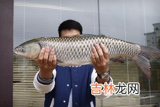 怎样区分脆肉鲩和普通鲩鱼,脆皖鱼和皖鱼有什么区别?是不是一种鱼,大连市有没有销售的?