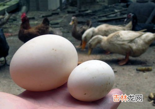 鹅蛋的坏处,女人吃鹅蛋的好处与坏处是什么?