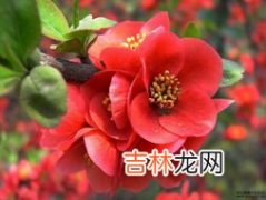 绿海棠花的养殖方法和注意事项,绿宝石海棠的养殖方法和注意事项