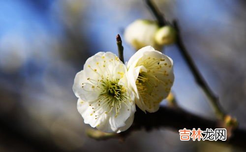 绿海棠花的养殖方法和注意事项,绿宝石海棠的养殖方法和注意事项