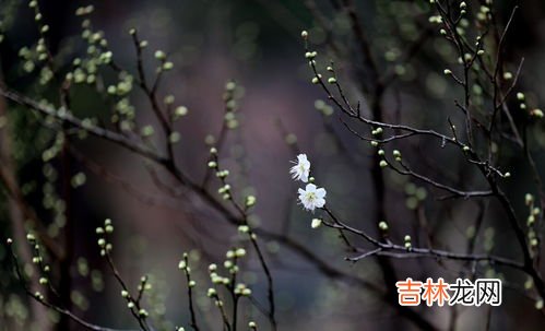 绿海棠花的养殖方法和注意事项,绿宝石海棠的养殖方法和注意事项