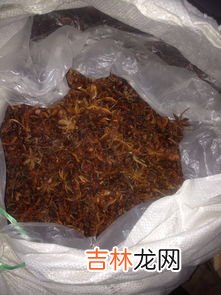 八角泡酒功效与作用,八角刺果子浸酒有什么好处