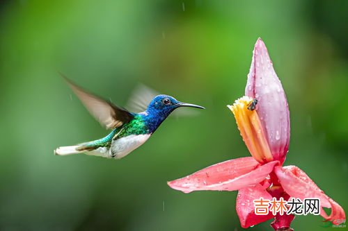 蜂鸟是不是哺乳动物,鹈鹕、鸭、乌贼、蝙蝠、鲸、乌龟、泥鳅、海豚、章鱼、蜂鸟、银鱼、企鹅、猴各是什么类型的动物？