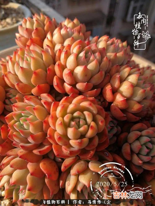 鲁氏石莲如何养殖爆盆,鲁氏石莲花应该怎么养，注意事项有哪些