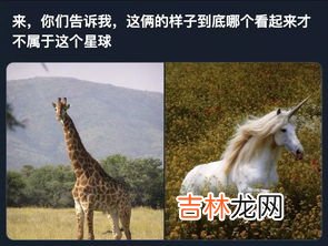 独角兽的寓意是什么,独角兽寓意是什么
