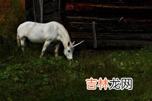 独角兽的寓意是什么,独角兽寓意是什么