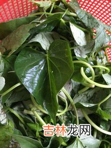 小葱叶有白点能吃吗,葱叶子上有白点还能吃吗