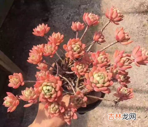 马库斯多肉怎么养变红才长得好,多肉怎么养颜色才红