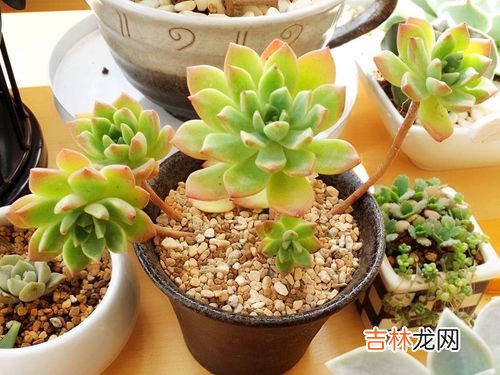 马库斯多肉怎么养变红才长得好,多肉怎么养颜色才红