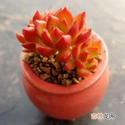 马库斯多肉怎么养变红才长得好,多肉怎么养颜色才红