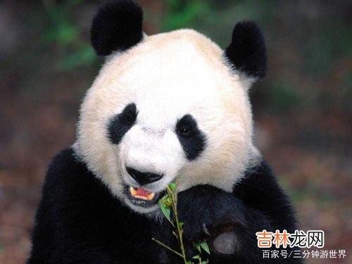 熊猫的特点和生活特征,大熊猫的特点和生活习性大熊猫的特点和生活习性是什么