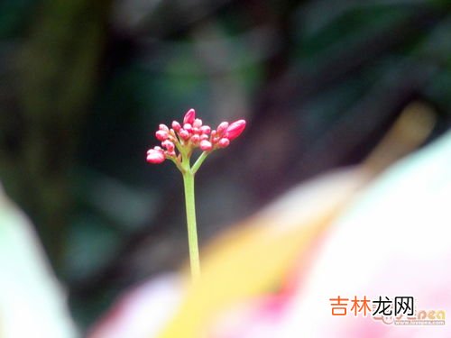 什么花一年四季都开,什么花一年四季都开花