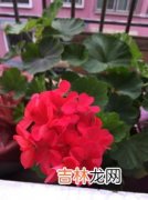 什么花一年四季都开,什么花一年四季都开花