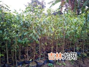 芒果核的功效与作用,芒果核的相关知识