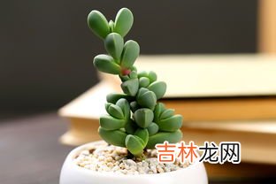 鹿角海棠如何爆盆,鹿角海棠怎么爆盆,爆盆养殖方法