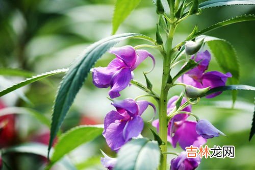 凤仙花泡脚有什么功效,凤仙花的功效与作用_凤仙花的药用价值