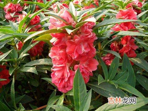 凤仙花泡脚有什么功效,凤仙花的功效与作用_凤仙花的药用价值