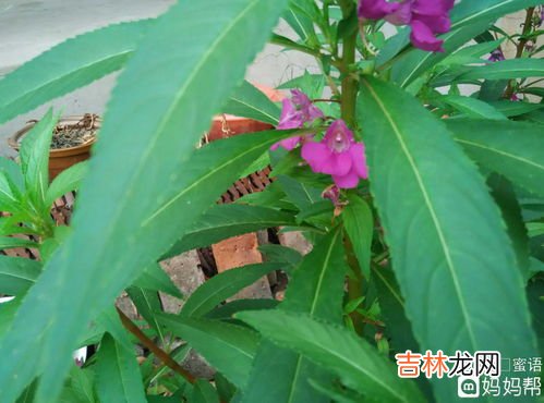 凤仙花泡脚有什么功效,凤仙花的功效与作用_凤仙花的药用价值