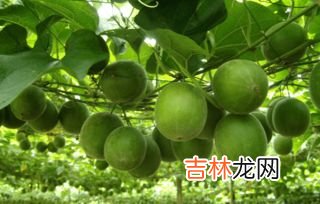 罗汉果的功效与作用,罗汉果有什么作用 罗汉果的功效与作用
