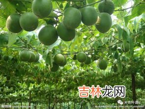 罗汉果的功效与作用,罗汉果有什么作用 罗汉果的功效与作用